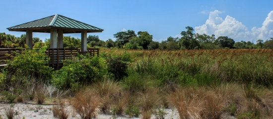 Picture of accessible covered obsrevation platform overlooking a restored wetland at Pondhawk Natural Area