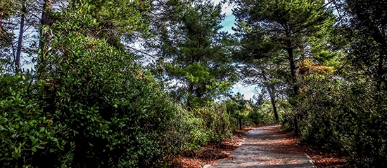 Picture of a paved accessible trail through the woods at Rosemary Scrub Natural Area