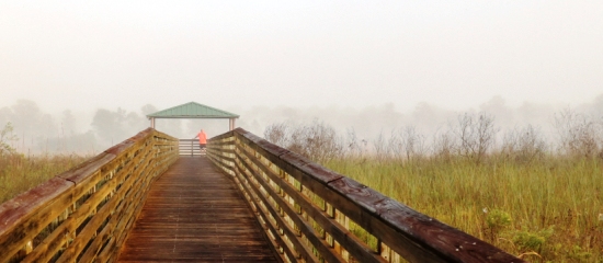 Picture of person at shaded observation platform enjoying the wetland view at Royal Palm Beach Pines Natural Area