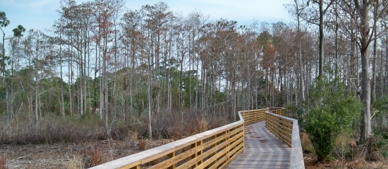 Picture of accessible boardwalk through the cypress swamp at Delaware Scrub Natural Area