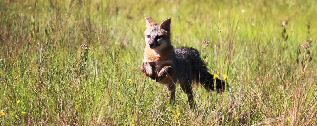 Picture of a fox running through wildflower meadow in a Palm Beach County Natural Area