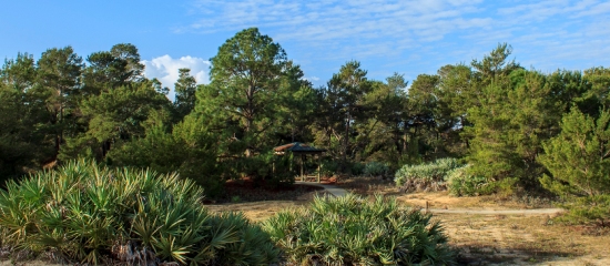 Picture of a paved accessible trail through the pine trees to a shade shelter at High Ridge Scrub Natural Area