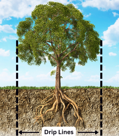 Tree's dripline rootzone