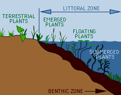 Diagram of the plants that grow at different depths in the littoral zone