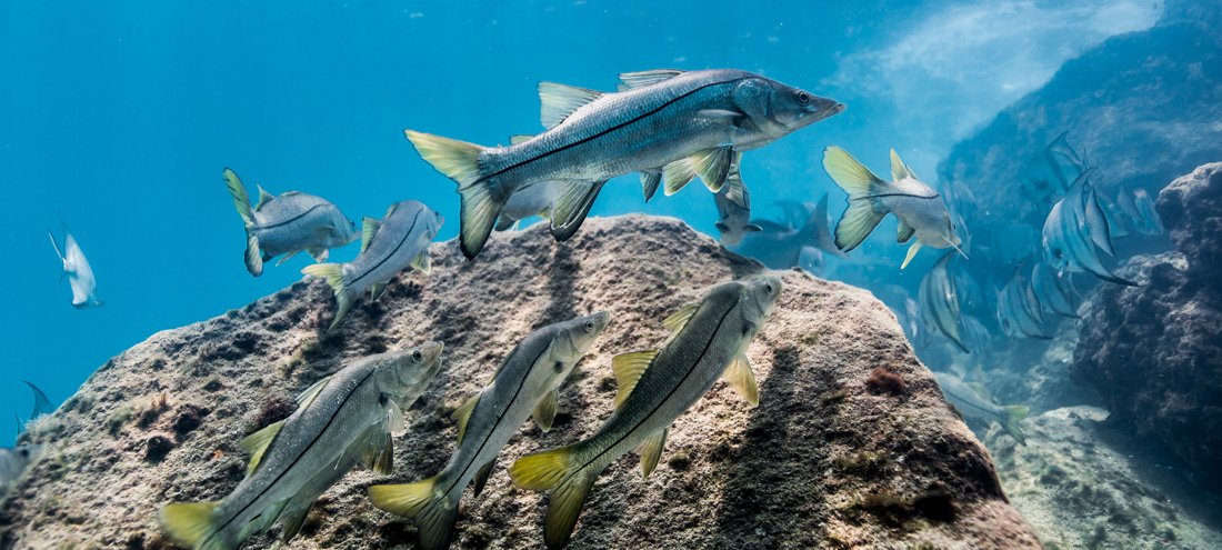 Artificial reef rock supporting marinelife such as snook