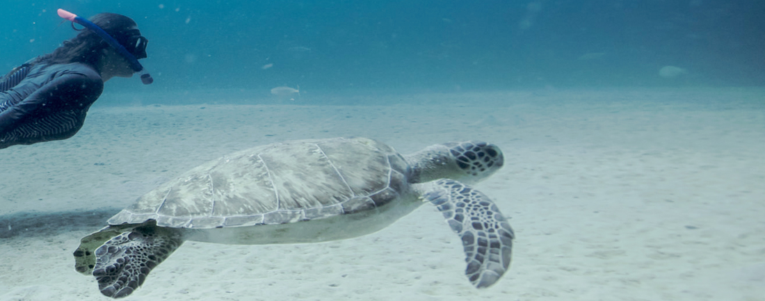 Sea turtle swimming off the coast of Palm Beach County
