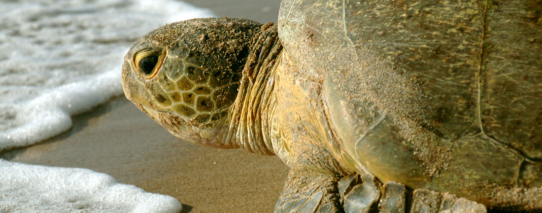Closeup image of green sea turtle face