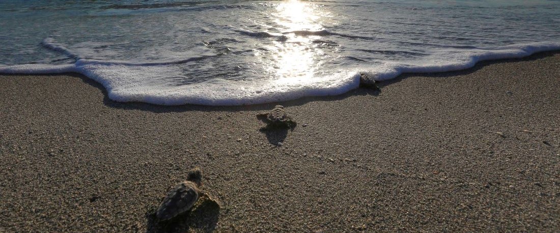 Sea turtle hatchlings crawling toward the ocean.