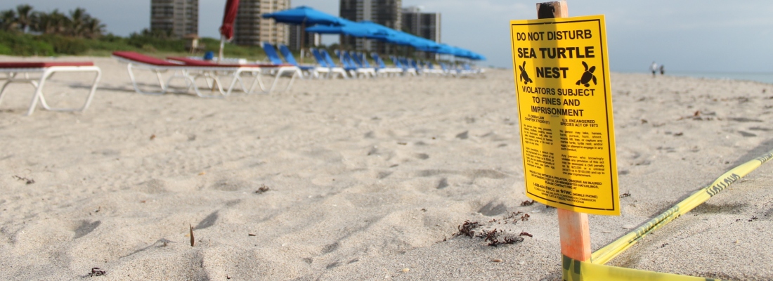 Sea Turtle Nest Sign on Beach