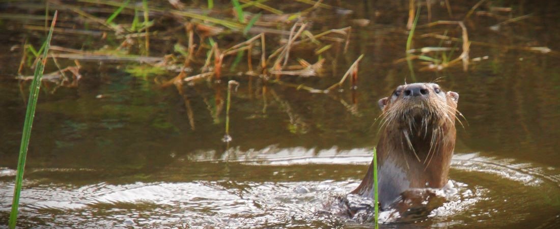 American River Otter
