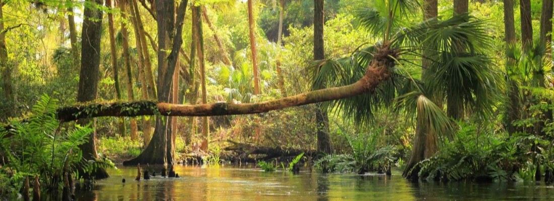 Scene from river with cabbage palm growing horizontal across river