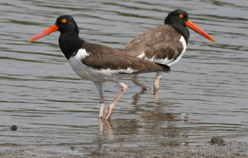 Picture of an American Oystercatcher Shorebird foraging on rocky shoreline in Lake Worth Lagoon