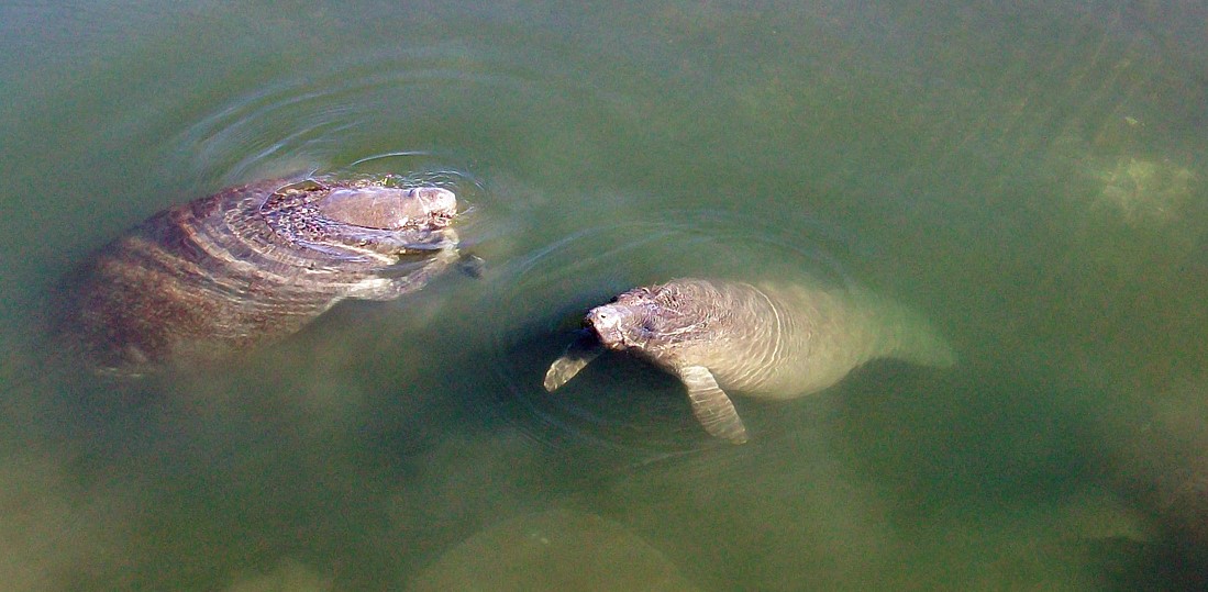 Mother and Calf at South Cove Natural Area, an ERM Restoration Project in Lake Worth Lagoon