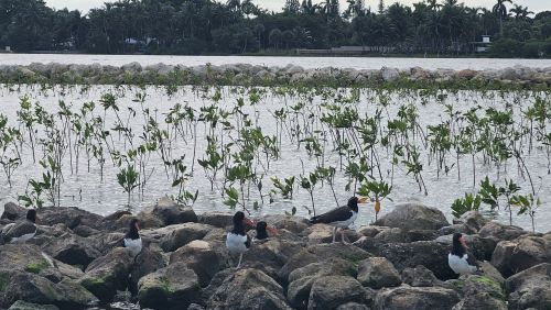 American oystercatch birds foraging along rocks at the north island of Bonefish Cove 