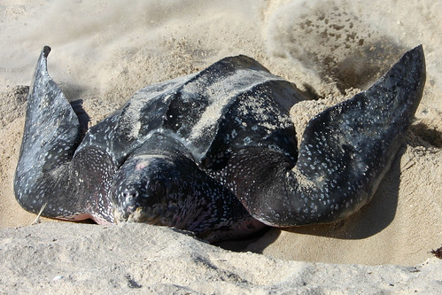 Leatherback sea turtle digging nest on beach to lay eggs