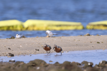 A pair of Red knot birds observed foragaging on the island over the summer of 2026