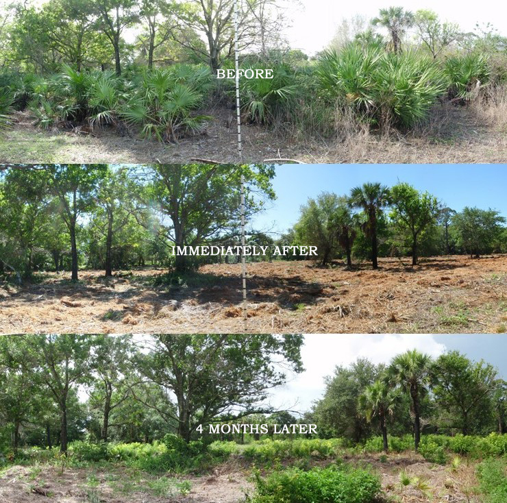 Before and After Images of Wildfire Mitigation Mechanical Vegetation Removal