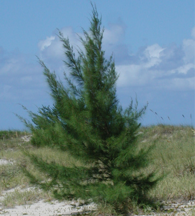 Austrialian pine sapling
