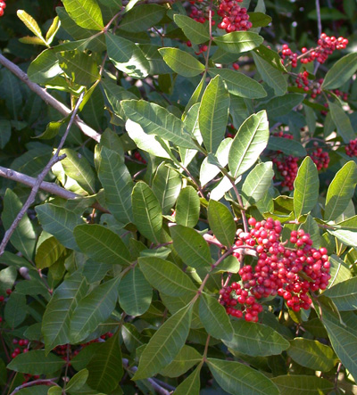 Close up of Brazilian pepper leaves and berries
