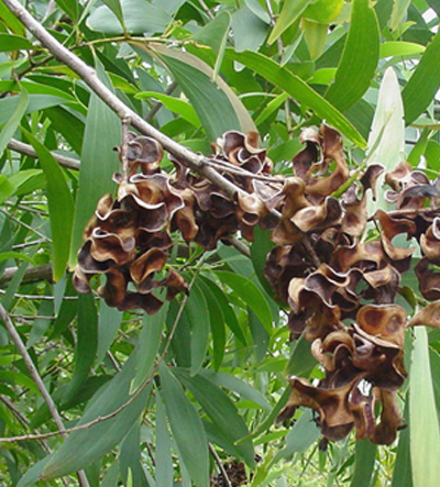 Close up of seed pods and leaves of earleaf acacia tree