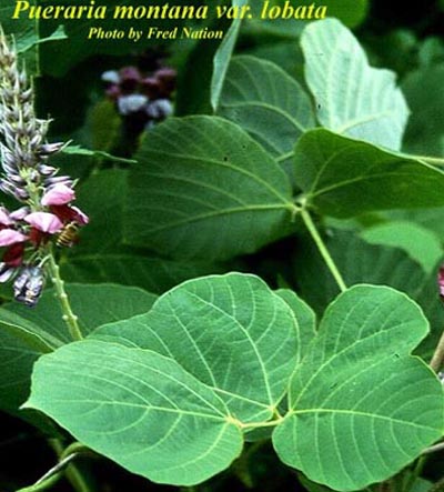 Close up of kudzu leaves and flowers