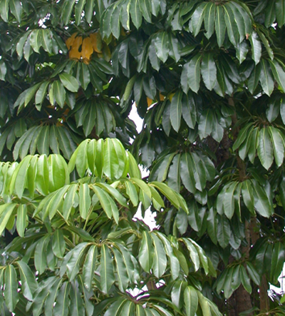 Close up of mature schefflera tree leaves