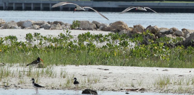 Picture displaying 3 species of shore bird at Tarpon Cove Restoration in Lake Worth Lagoon Estuary