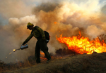 Wildfire