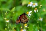 parks for pollinators bioblitz