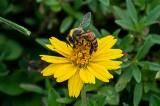 /parks/SiteImages/News/_t/pollinator_jpg.jpg