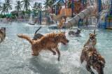 calypso bay and coconut cove waterparks