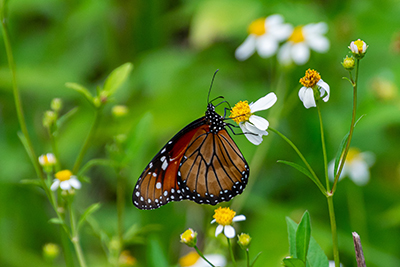 http://pbcauthor/parks/SiteImages/News/butterfly.jpg