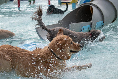 https://spauthor.pbcgov.org/parks/SiteImages/News/dogs-waterpark.jpg