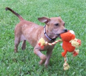 Sunny Playing at foster home