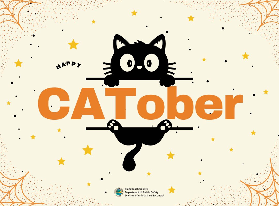 cat holding CATober sign