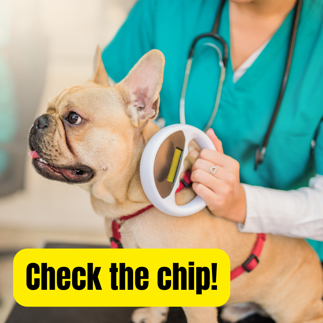 photo of the dog and person scanning for microchip