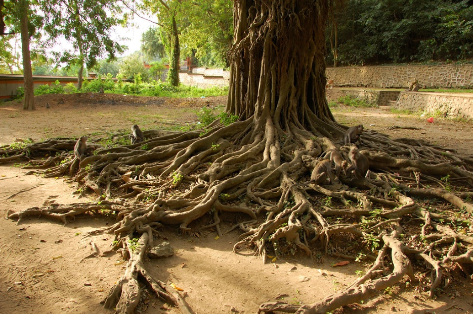 tree-roots.png
