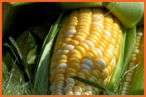 Image of Sweet Corn