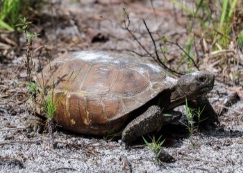 Gopher tortoise