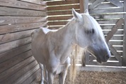 Horse 1